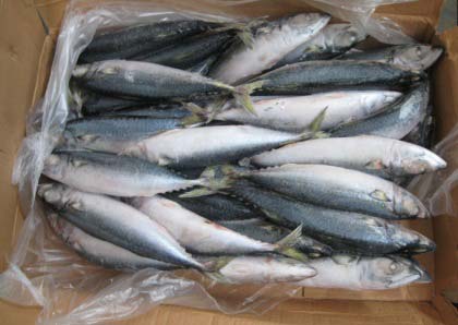 Frozen Horse Mackerel