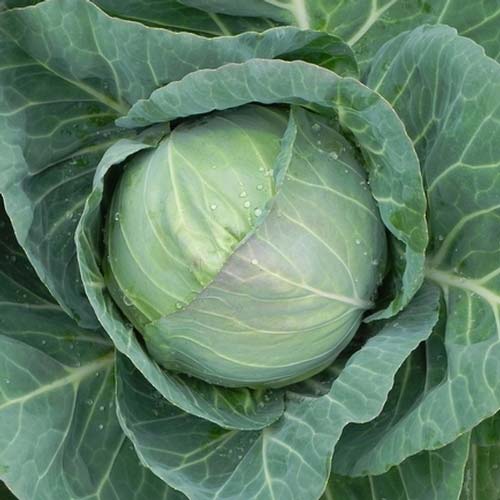 Green cabbage