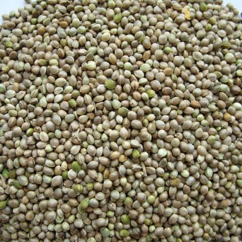 Hemp seed