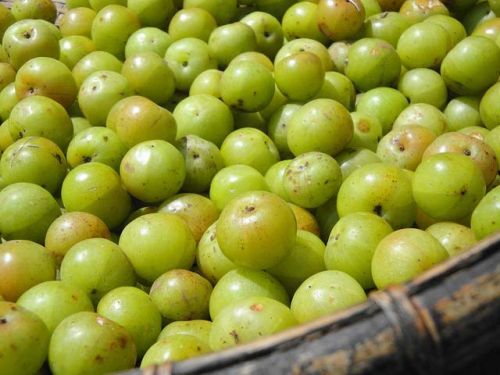 Amla Fruit, Application : Human Consumption