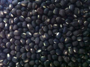 Black Matpe Beans