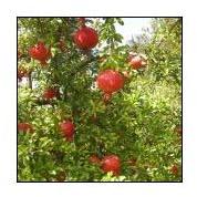 Pomegranate Plants