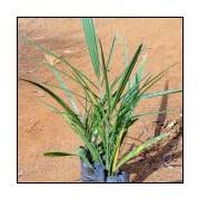 Date Palm Plants