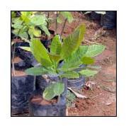 Cashew Nut Plants