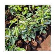 Jamun Plants