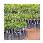 Mango Plants
