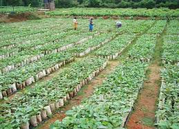 Teak Plants