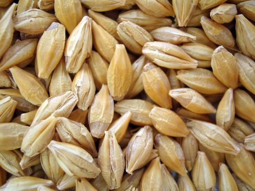 Wheat seeds, Packaging Size : 50-100kg