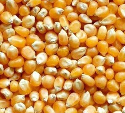 Maize Seeds, Moisture Ratio : 12%