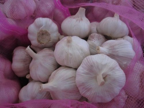 Garlic, Packaging Size : 20 Kg