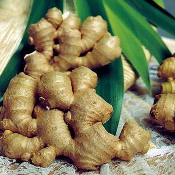 Ginger Extract, Shelf Life : 1years