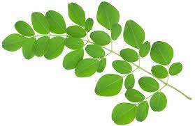 Green Organic Moringa Leaves, For Medicine, Cosmetics