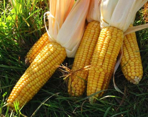 Yellow maize, Seed Type : Hybrid