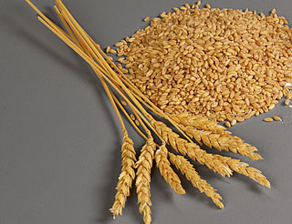 Wheat Grains