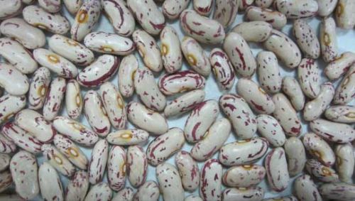 Kidney Bean for Cooking, Spices