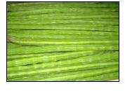 Fresh drumsticks, Storage Condition : Fresh