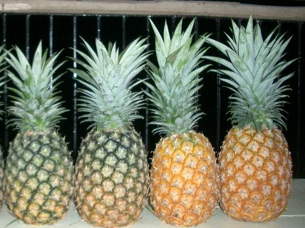 Fresh pineapple, Storage Condition : Natural