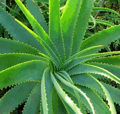 Aloe Vera Plant