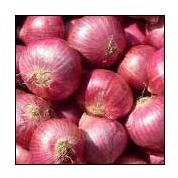 Fresh Red Onion