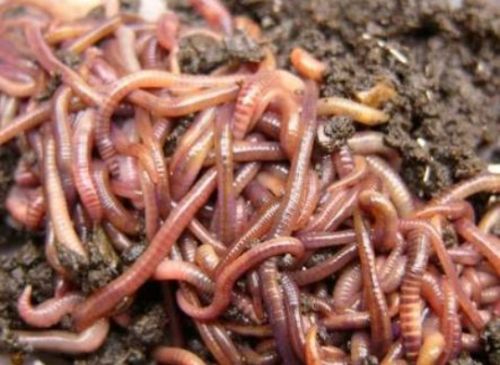 Earthworms
