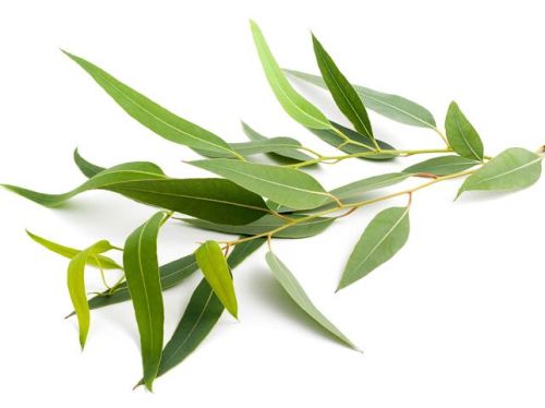 Eucalyptus Oil