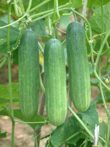 Fresh Cucumber,fresh Cucumber