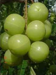 Fresh Gooseberry