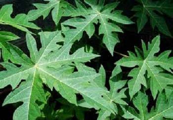 Fresh Papaya Leaves