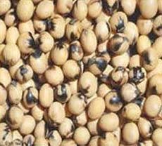 Soybean Seeds