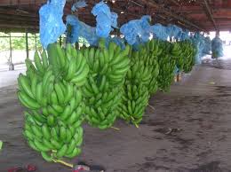 Fresh Cavendish Bananas