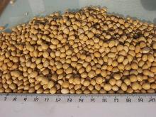 Soybean Seeds