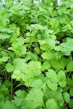 Organic Coriander Seeds, For Cooking
