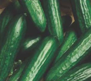 Hybrid Cucumber Seeds, Shelf Life : 1year