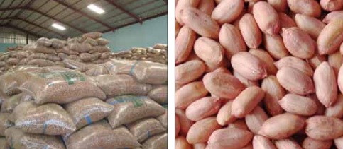 Groundnut, Packaging Type : 50kg/100kg Sack Bags