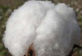 Cotton Fiber