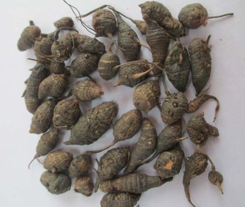 Dried Cyperus Rotundus