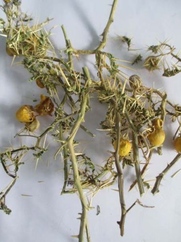 Dried Solanum Xanthocarpum