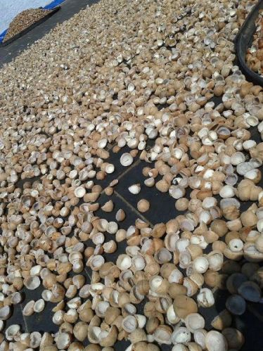 Coconut copra, Feature : Good Taste, Healthy