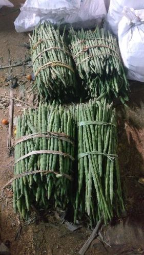 Fresh drumsticks, Quality Available : A Grade