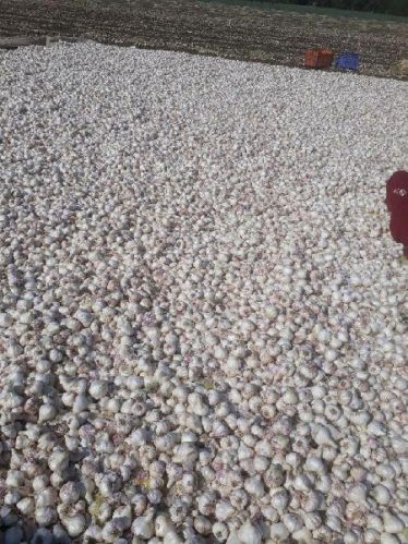 Fresh garlic, Shelf Life : 1 Week