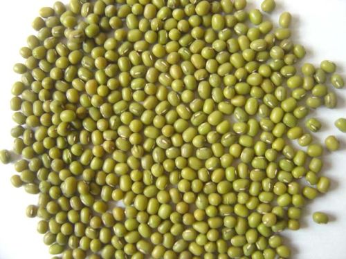 Natural Green Mung Beans, Packaging Type : PP Bag