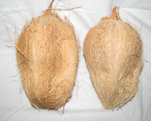 Semi Husked Coconuts