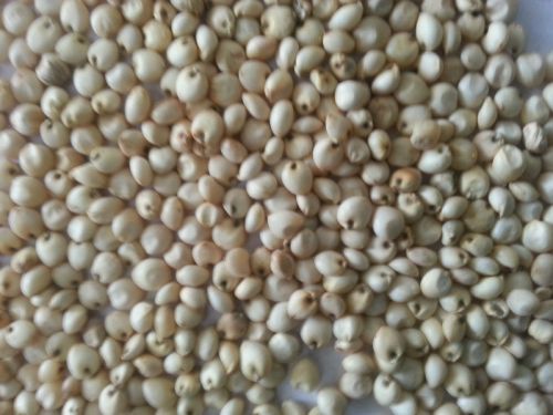 Milky White Sorghum