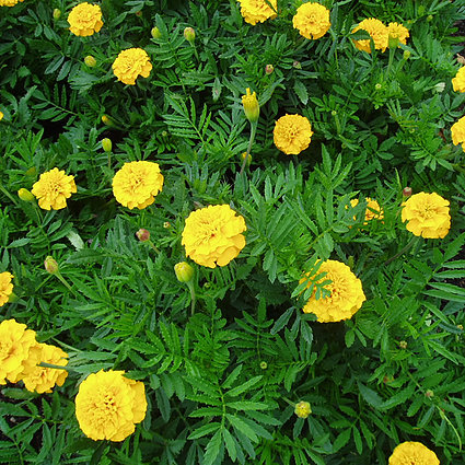 Marigold Seeds