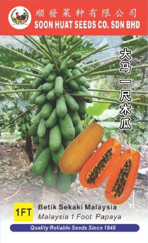 Vegetable seeds, Packaging Type : juicy orange