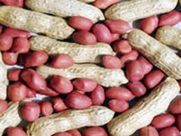 Groundnuts