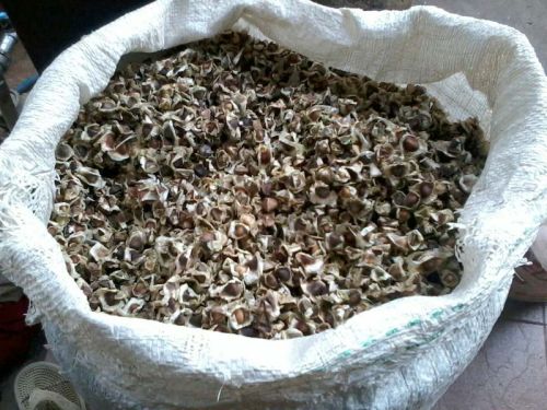 Moringa Seed
