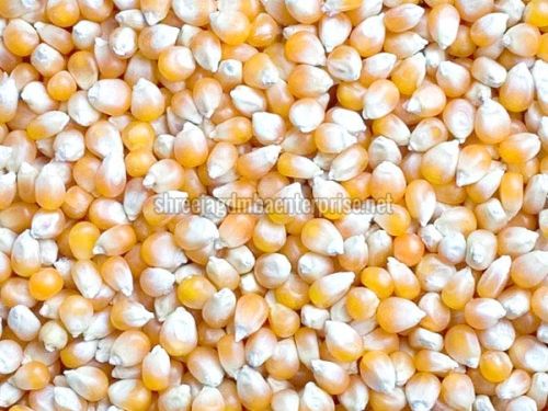 Maize Seeds, Speciality : High In Protein