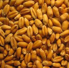Wheat seeds, Material : Wheat