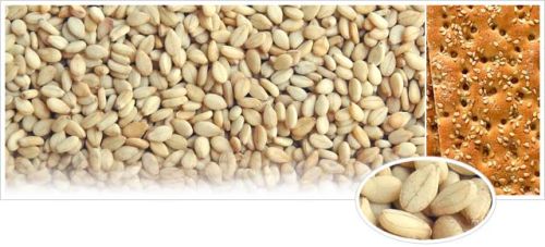 Organic Natural Sesame Seeds, For Agricultural, Making Oil, Grade : Food Grade